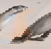 2-Day Kangaroo Island 4WD Small-Group Tour from Adelaide - Darwin Holiday