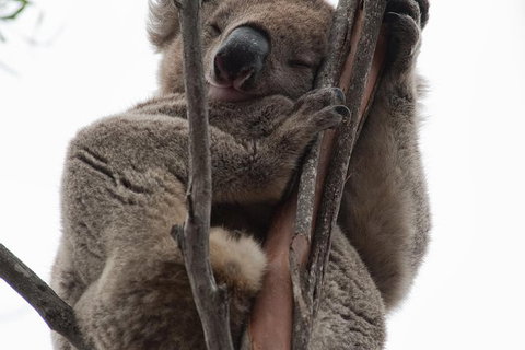 2-Day Kangaroo Island 4WD Small-Group Tour From Adelaide - Darwin Holiday 6