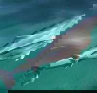 Dolphin Cruise from Adelaide with Optional Dolphin Swim - Darwin Holiday