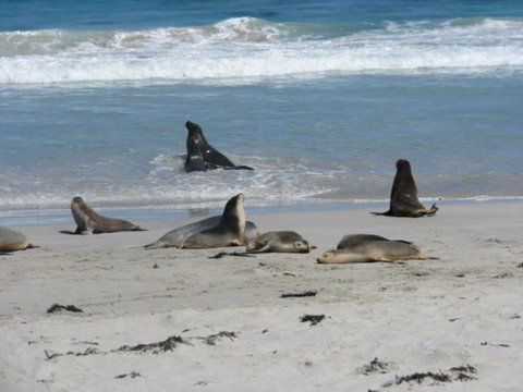 2-Day Kangaroo Island Adventure Tour From Adelaide - Darwin Holiday 5