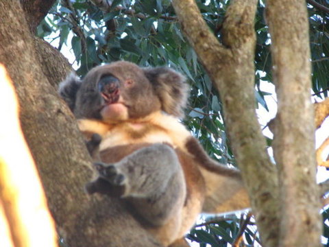 2-Day Kangaroo Island Adventure Tour From Adelaide - Darwin Holiday 7