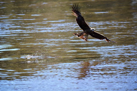 4 Knots Murray River Cruises Offer Morning And Afternoon Tea And Lunch Cruises - Darwin Holiday 3