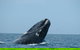 3 Day Whale Watching Tour From Adelaide - thumb 1