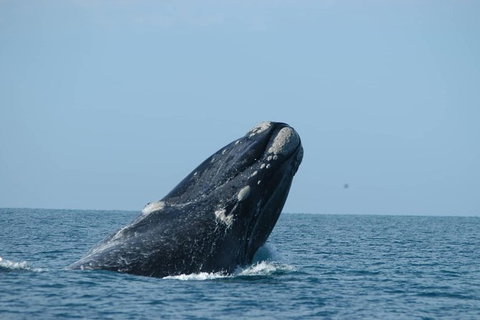 3 Day Whale Watching Tour From Adelaide - Darwin Holiday 1