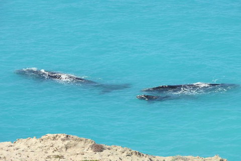 3 Day Whale Watching Tour From Adelaide - Darwin Holiday 7
