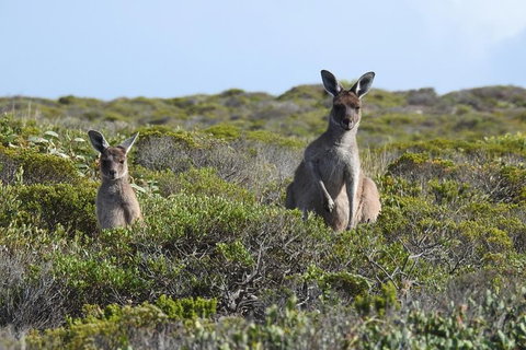 3 Day Whale Watching Tour From Adelaide - Darwin Holiday 3