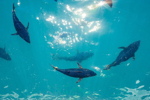 2 Hour Aquarium Tour - Darwin Holiday 1