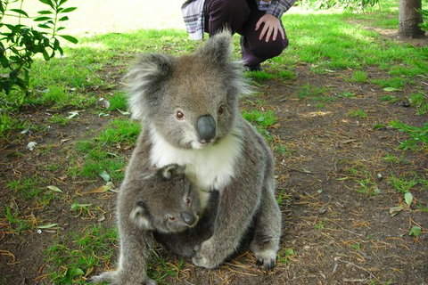 3-Day Adelaide To Melbourne Tour Including The Great Ocean Road - Darwin Holiday 8