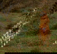 Flinders Ranges  Outback  3 Day Small Group Eco Safari - Darwin Holiday