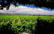 McLaren Vale Winery Small Group Tour With Wine Tasting And Lunch - thumb 6