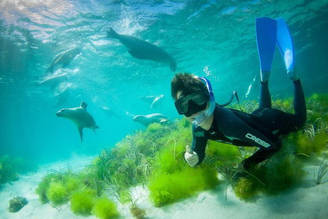 Half-Day Sea Lion Snorkeling Tour From Port Lincoln - Darwin Holiday 0