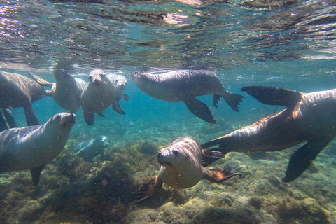 Half-Day Sea Lion Snorkeling Tour From Port Lincoln - Darwin Holiday 2