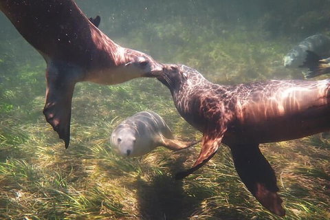Half-Day Sea Lion Snorkeling Tour From Port Lincoln - Darwin Holiday 6