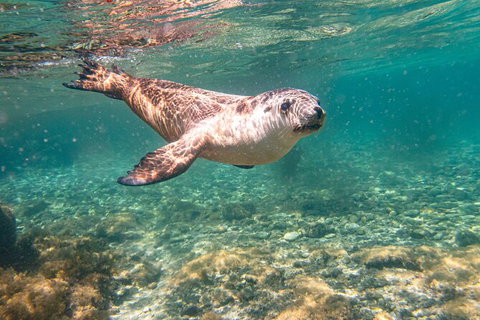 Half-Day Sea Lion Snorkeling Tour From Port Lincoln - Darwin Holiday 4