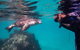 Half-Day Sea Lion Snorkeling Tour From Port Lincoln - thumb 5