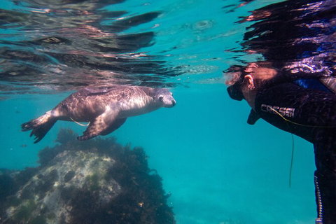 Half-Day Sea Lion Snorkeling Tour From Port Lincoln - Darwin Holiday 5