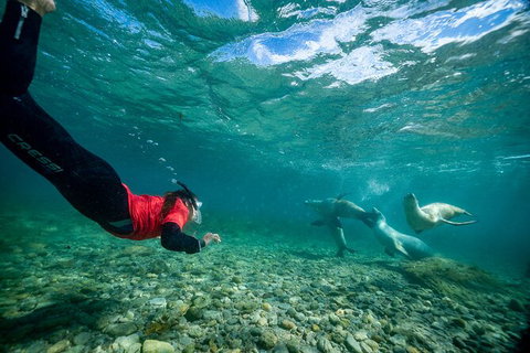 Half-Day Sea Lion Snorkeling Tour From Port Lincoln - Darwin Holiday 1