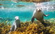 Half-Day Sea Lion Snorkeling Tour From Port Lincoln - thumb 7