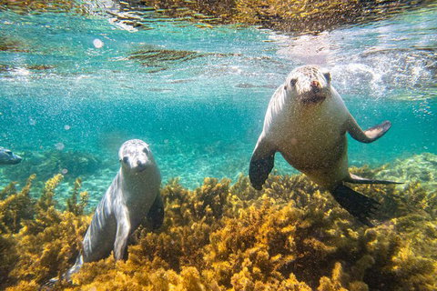 Half-Day Sea Lion Snorkeling Tour From Port Lincoln - Darwin Holiday 7