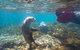 Half-Day Sea Lion Snorkeling Tour From Port Lincoln - thumb 3