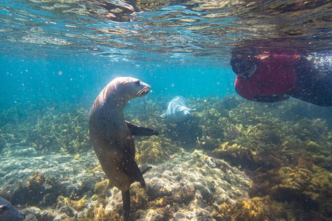 Half-Day Sea Lion Snorkeling Tour From Port Lincoln - Darwin Holiday 3