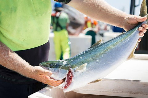 Exceptional Port Lincoln, Seafood And Wildlife Tour - Darwin Holiday 9