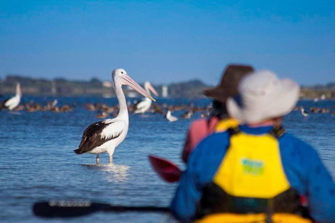 Half-Day Kayaking Tour In Coorong National Park - Darwin Holiday 1