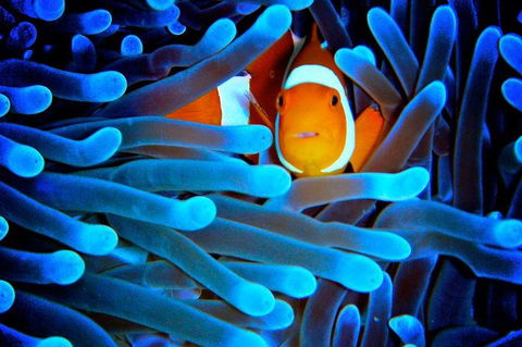 5-Day Best Of Cairns With Daintree, Kuranda, And Great Barrier Reef - Darwin Holiday 2