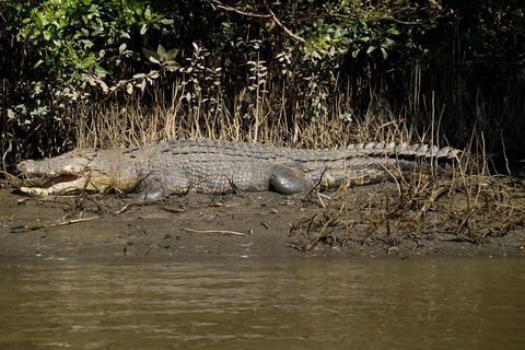 5-Day Best Of Cairns With Daintree, Kuranda, And Great Barrier Reef - Darwin Holiday 10