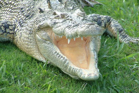 Croc Express To Australia Zoo From Brisbane - Darwin Holiday 10