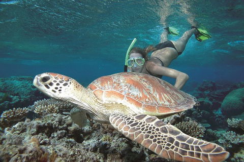 Great Barrier Reef Sailing And Snorkeling Cruise From Port Douglas - Darwin Holiday 5