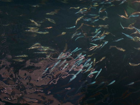 Great Barrier Reef Day Cruise To Reefworld - Darwin Holiday 17