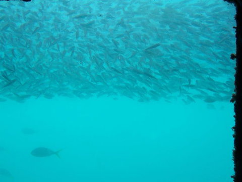 Great Barrier Reef Day Cruise To Reefworld - Darwin Holiday 10