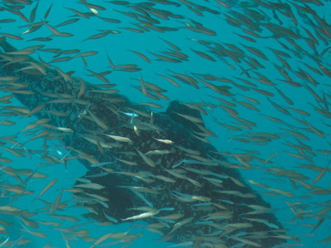 Great Barrier Reef Day Cruise To Reefworld - Darwin Holiday 2