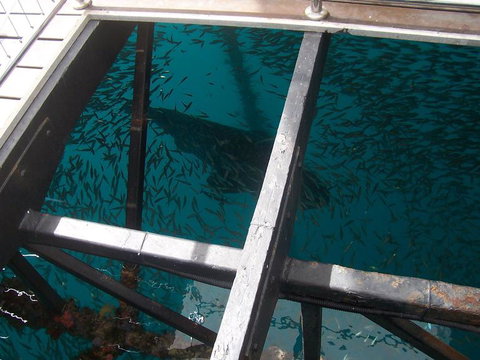 Great Barrier Reef Day Cruise To Reefworld - Darwin Holiday 19