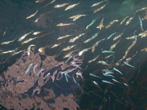 Great Barrier Reef Day Cruise To Reefworld - Darwin Holiday 18