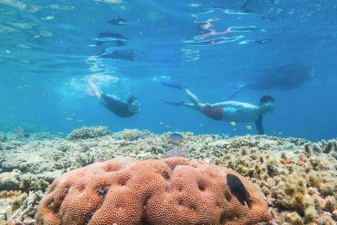 Great Barrier Reef Day Cruise To Reefworld - Darwin Holiday 23