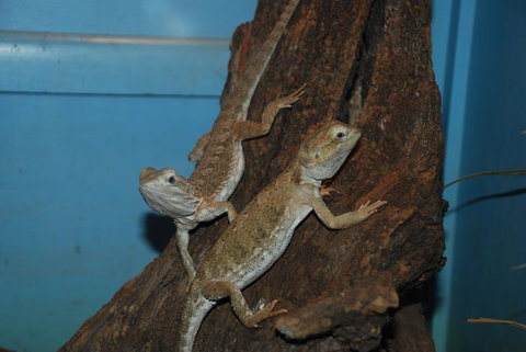 Crab Trip From Gold Coast - Darwin Holiday 14