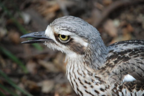 Crab Trip From Gold Coast - Darwin Holiday 17