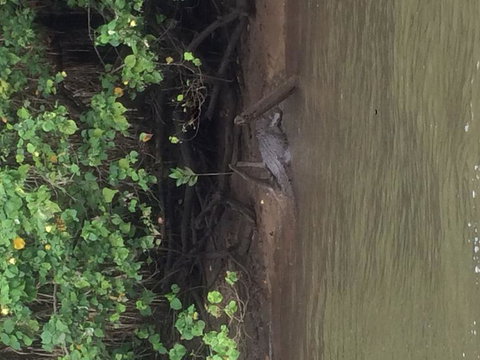 Cape Tribulation, Mossman Gorge, And Daintree Rainforest Day Trip From Cairns Or Port Douglas - Darwin Holiday 5