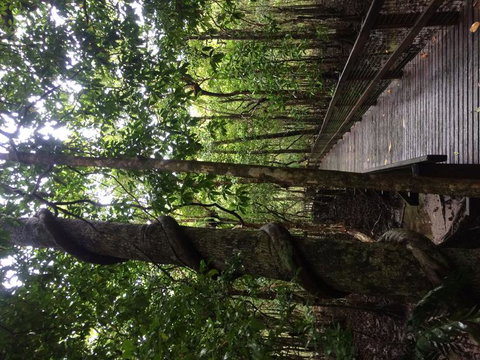 Cape Tribulation, Mossman Gorge, And Daintree Rainforest Day Trip From Cairns Or Port Douglas - Darwin Holiday 2