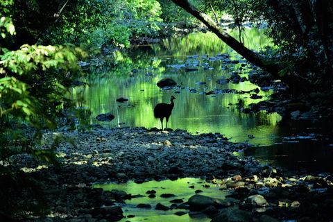 Daintree - Cape Tribulation & Atherton Tablelands Tours From Port Douglas - Darwin Holiday 1