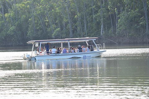 Daintree - Cape Tribulation & Atherton Tablelands Tours From Port Douglas - Darwin Holiday 16
