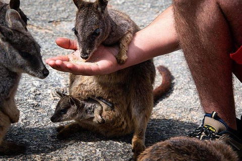 Daintree - Cape Tribulation & Atherton Tablelands Tours From Port Douglas - Darwin Holiday 4
