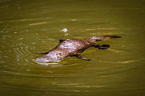 Daintree - Cape Tribulation & Atherton Tablelands Tours From Port Douglas - Darwin Holiday 27