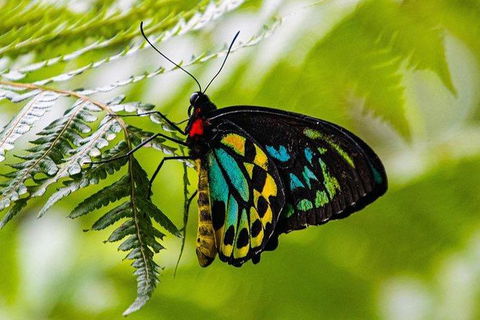 Daintree - Cape Tribulation & Atherton Tablelands Tours From Port Douglas - Darwin Holiday 19