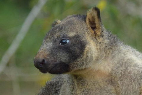 Daintree - Cape Tribulation & Atherton Tablelands Tours From Port Douglas - Darwin Holiday 8