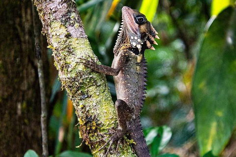 Daintree - Cape Tribulation & Atherton Tablelands Tours From Port Douglas - Darwin Holiday 7