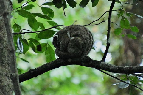 Daintree - Cape Tribulation & Atherton Tablelands Tours From Port Douglas - Darwin Holiday 11