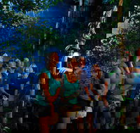 Daintree Rainforest Night Walk from Cape Tribulation - Darwin Holiday